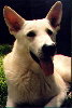 Tumbledown's Bright Komet, CGC, TDI 