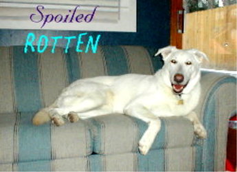 Spoiled Rotten Rieger.