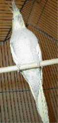 Pretty Bird