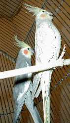 Pretty Bird and Handsome Man