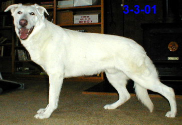 Rieger