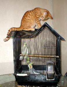 Terrorizing the birds