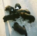 YOU'D THINK THEY WERE STARVING