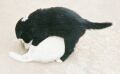 PLAYTIME!