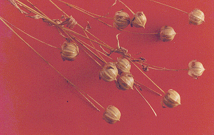 flax