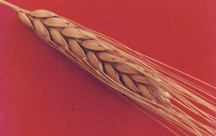 nd durum