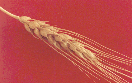 nd wheat