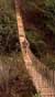 Austin on suspension bridge