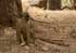 Vervet Monkey