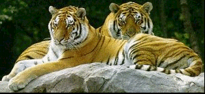 /user/tiger4.gif