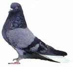 pigEon Mail