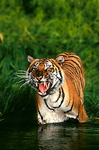 Grrrr