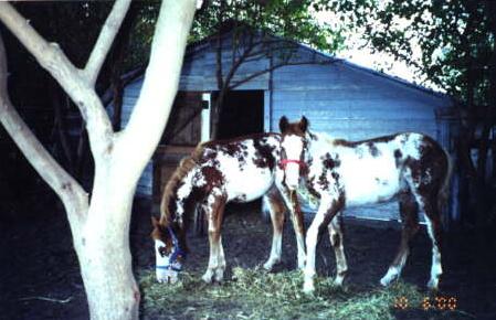 photo of two foals in the yard