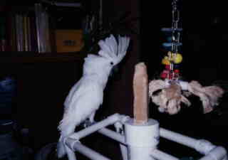 umbrella cockatoo with crest raised