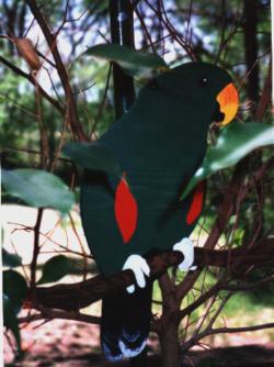wooden eclectus parrot
