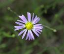 Children are like a flower, they need love and nurture to grow beautiful.