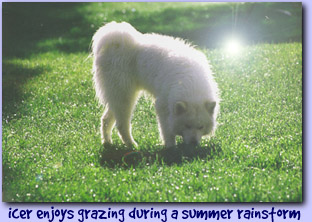 icer enjoys grazing during a summer rainstorm