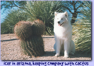icer in arizona, keeping company with cactus