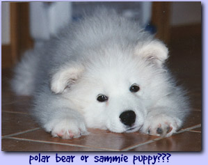 polar bear or sammie puppy???