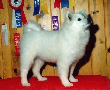 UKC/AKC CH Snowdance's Sophies Choice at about 3 months