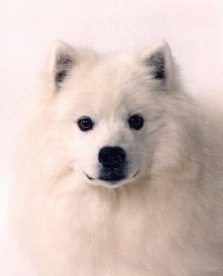 CH Snowdance's Mister Tucker at 11 months
