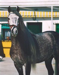 Photo © Majestic Andalusians