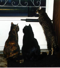My Three Cats