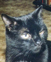 Portrait of Oregano