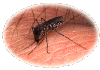 mosquitoe.gif (34635 bytes)