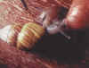 snail.jpg (21099 bytes)