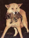 wild dog.jpg (14849 bytes)