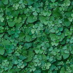 /user/Clover-01.jpg