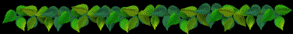 /user/greenleafbar.gif