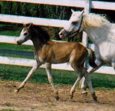 An adorable foal!