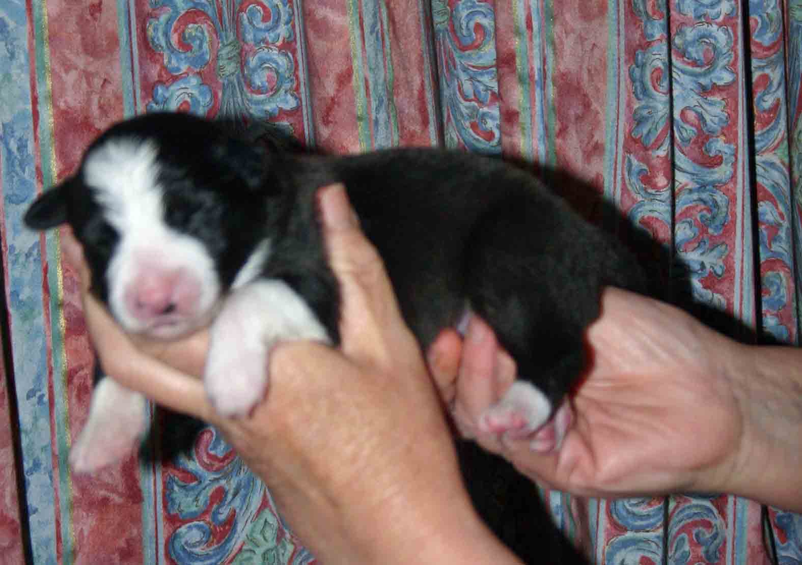 black & white dog pup