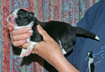 black & white dog pup