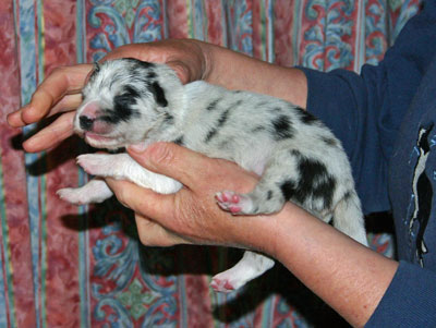 Merle dog pup