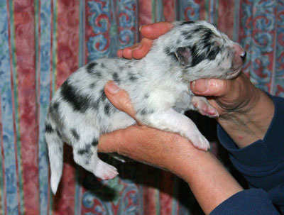 merle dog pup