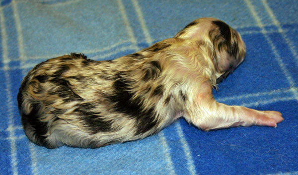 blue merle bitch pup