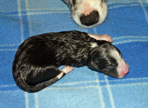 black & white dog pup