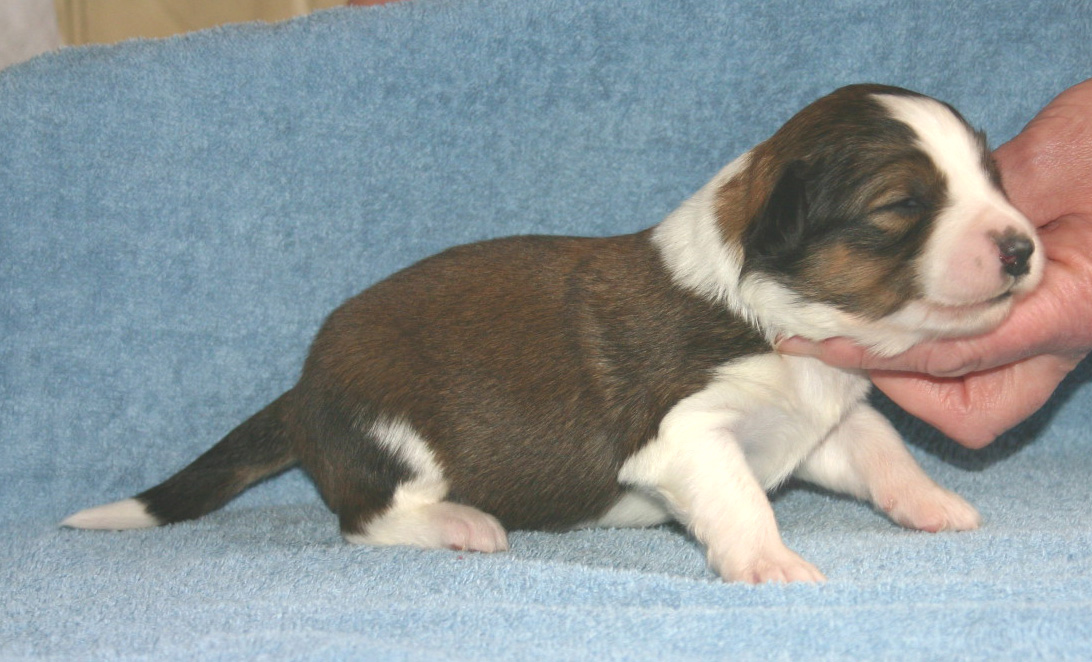 Sable/white bitch