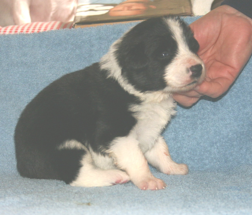 black and white dog