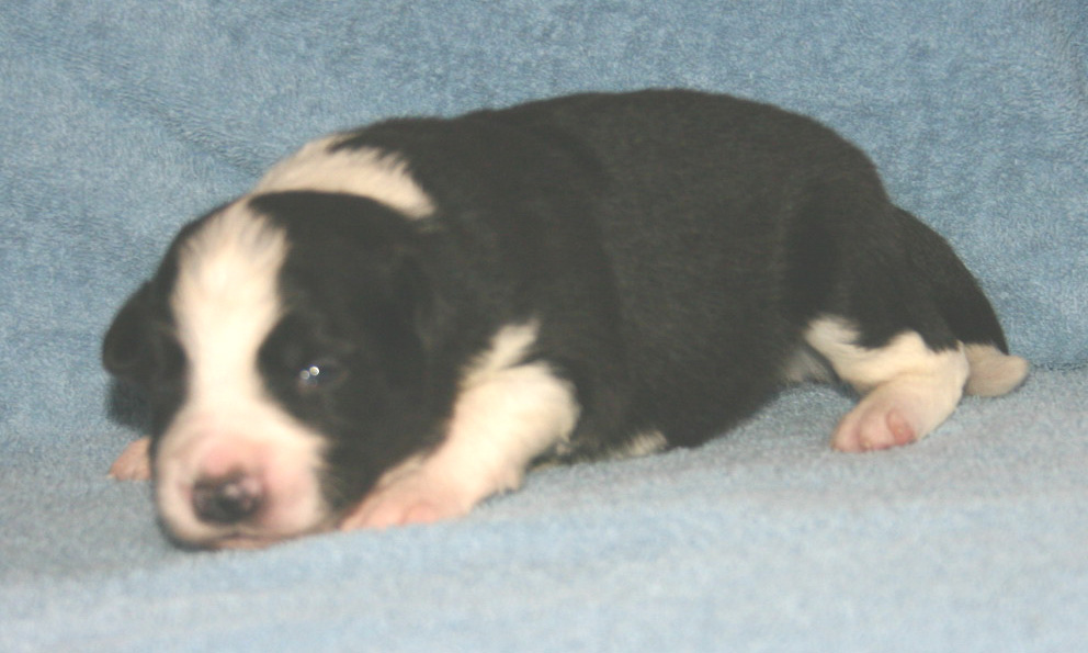 black and white dog