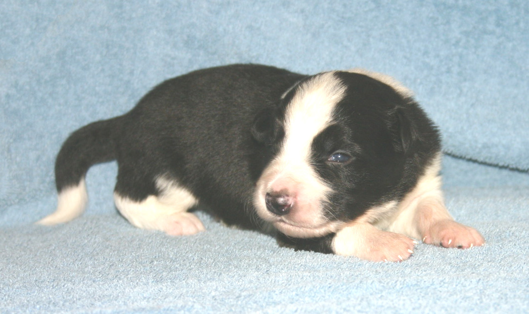 black and white dog
