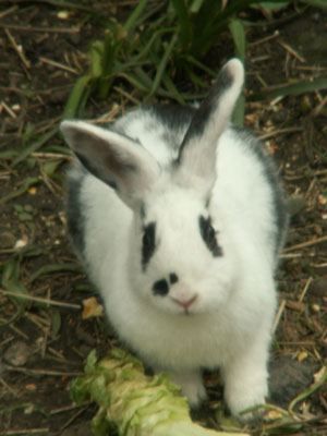 Rabbit
