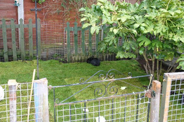 Rabbit