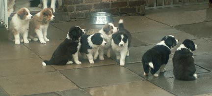 Previous Pups