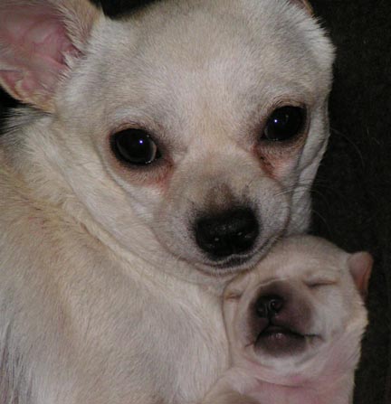 TOPSY&PUP