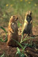 {prairie dogs}