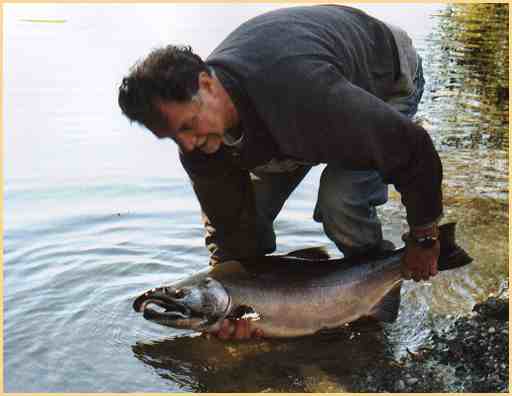 Fresh run 20lb. coho October river fishing